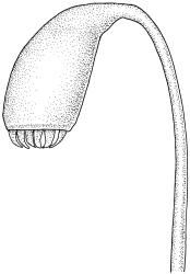 Fallaciella gracilis. Capsule. Drawn from B.H. Macmillan 68/65, CHR 163380.
 Image: R.C. Wagstaff © 2003 British Bryological Society. Reprinted by permission of Informa UK Limited, trading Taylor & Francis Group, https://www.tandfonline.com on behalf of British Bryological Society. Reprinted by permission of Informa UK Limited, trading Taylor & Francis Group, https://www.tandfonline.com on behalf of British Bryological Society.